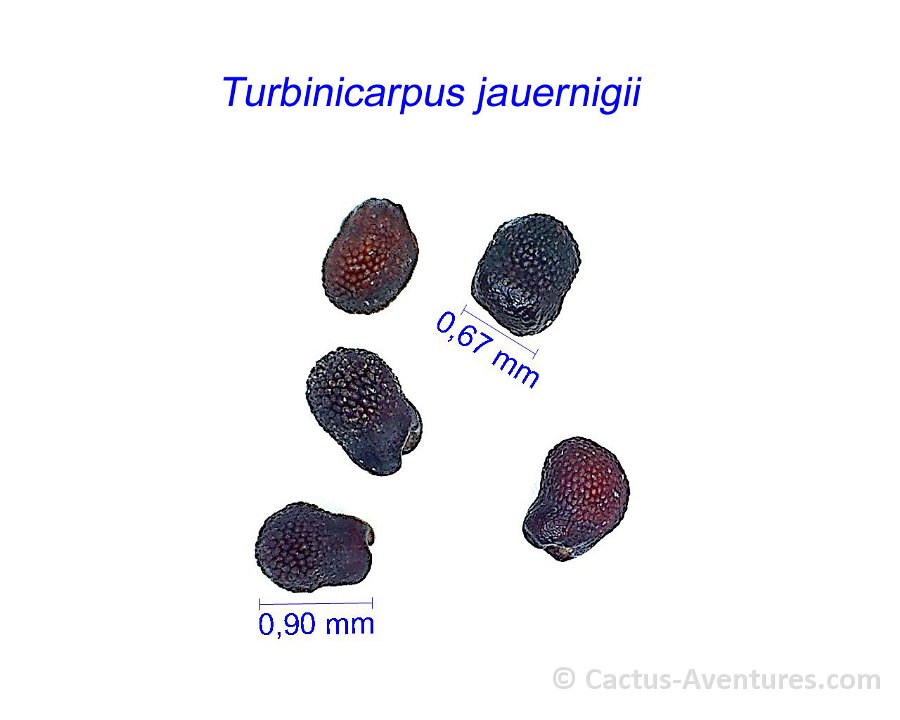 Turbinicarpus jauernigii CR2294